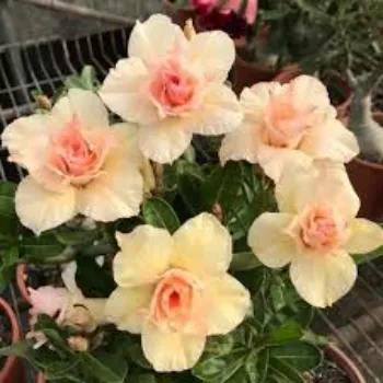 adenium plant (23)-199352-33715.webp